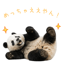 Panda speaks Kansai dialect