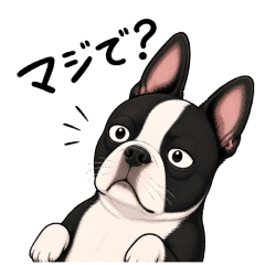 Low-Key Boston Terrier