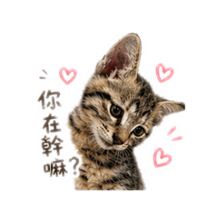 [波妞貓咪日常]