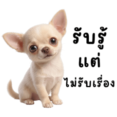 Touhu chihuahua cream color