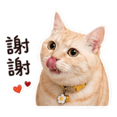 唐小皮