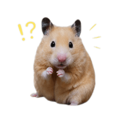 我家Pi寶