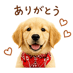 Golden Retriever Potechi 1