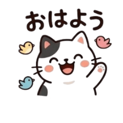 Black and white cat Korokichi