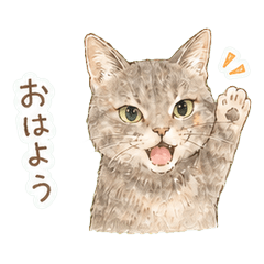 Former Rescue Cat Sakura Stickers