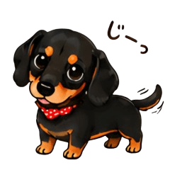 Beloved Dachshund Caddie