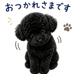 Kotaro Black Poodle - Polite Edition