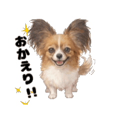 Little Papillon - Reaction Edition