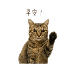 旺咪