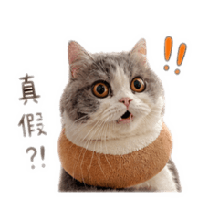 Cattttt2
