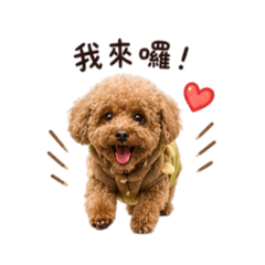 紅貴賓日常生活
