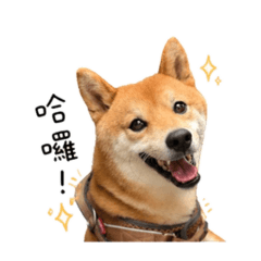 拉哥