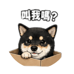 柴寶❤️