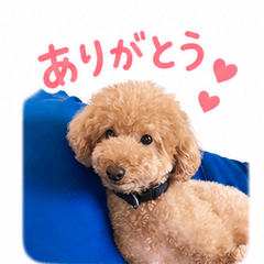 Pon-chan Poodle Stickers