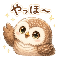 Owls Casual Talk