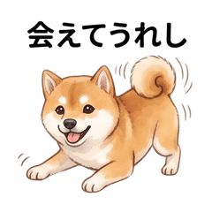 Gentle Shiba Daily Words