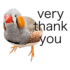 Chonchi the Zebra Finch 7