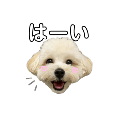 maltipoo andy