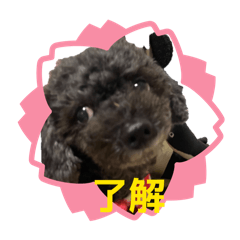 nico_20260503083012
