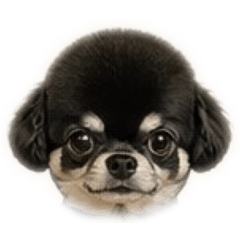 inosisi_20260503083106