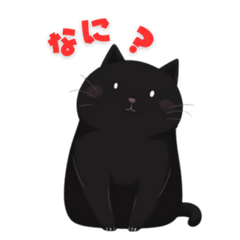 black cat  0419