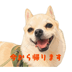 moku_20260503085608