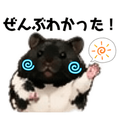 panda hamster panpan
