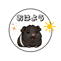 guinea pigs everyday message