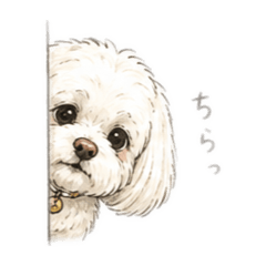 cher_20260503090440
