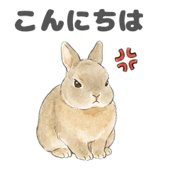 Grumpy Bunny Face