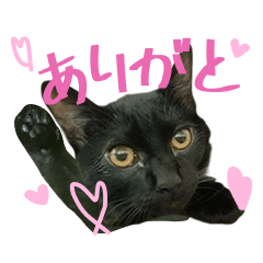 Black Cat GUB & TETO