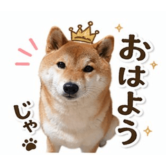 Queen Nana the Shiba Inu