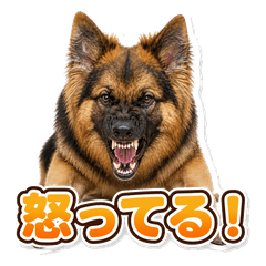 Angry German Shepherd
