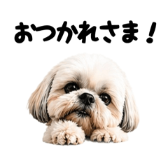 Miyazaki Co., Ltd._20260502004449