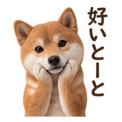 3D Cute Shiba Inu with Hakata Dialect