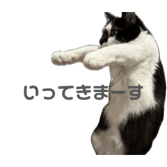 My Cat Name is Tarochan