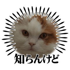 Maekuma_20260502155851