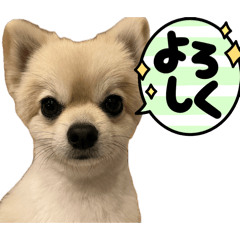 pon papa_20260502155700
