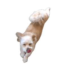 inu_20260502160237