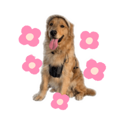 黃金獵犬-周布丁