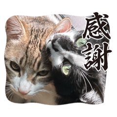 Mochi_20260502162221