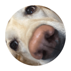 hachi_20260502163141
