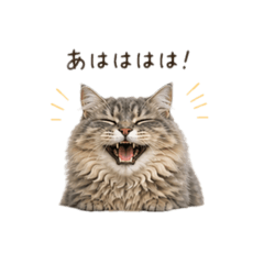 Cookie_20260502163508