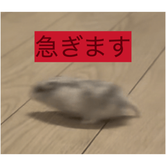 Aoi_20260502191448