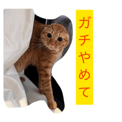 yoppidaze_20260502173543