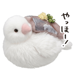 Sushi Java Sparrow