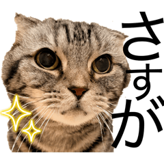 Free-Spirited Cats 13