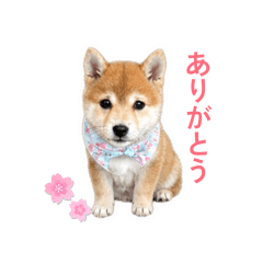 Shiba Inu Chiroru daily stickers