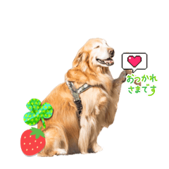 RINGO_20260502174143