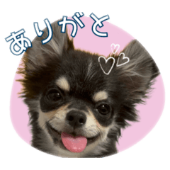 coolchihuahua01